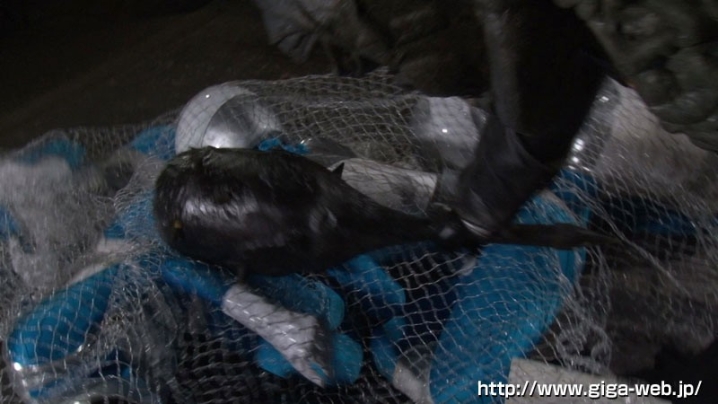 GHKO-05/h_173ghko00005のティザービジュアル2